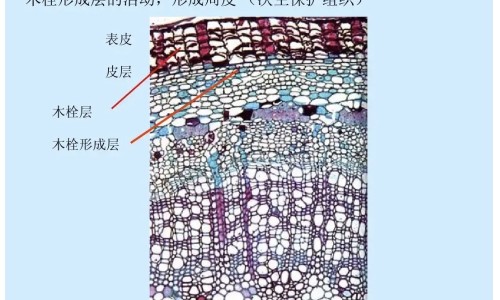 权威风痛片的作用与功效平台,分享专业风痛胶囊的作用与功效说明书知识_风痛胶囊的作用与功效网